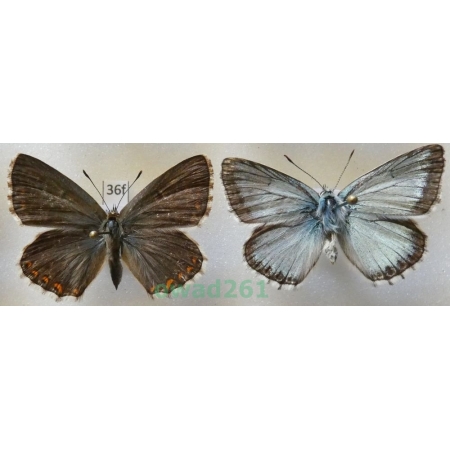 Polyommatus coridon (Poda, 1761) pair Poland36f